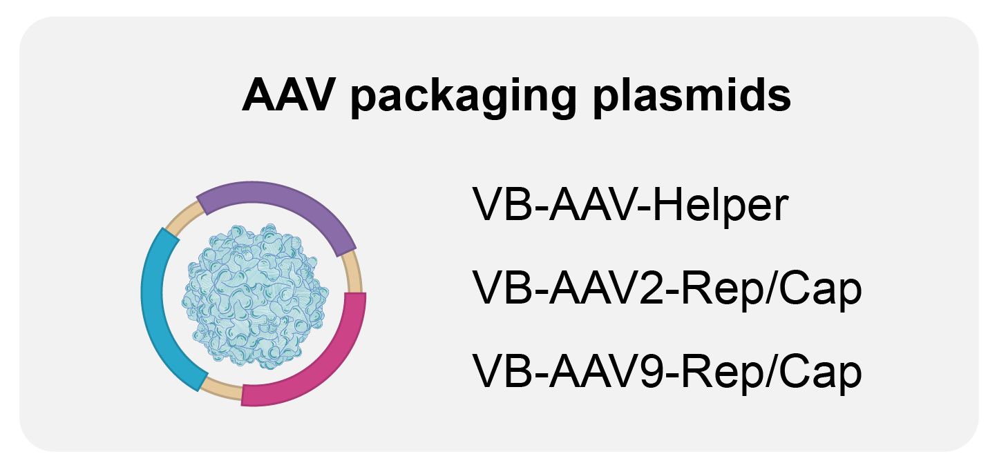 Virus Packaging Plasmid Manufacturing | VectorBuilder